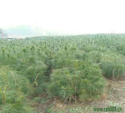馬尾松的的基本特征 馬尾松的繁衍方法