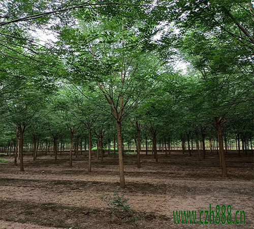 國槐移植后如何養(yǎng)護(hù)？ 國槐移植后養(yǎng)護(hù)管理方法