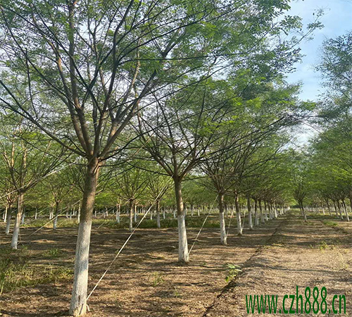 國槐移植后如何養(yǎng)護(hù)？ 國槐移植后養(yǎng)護(hù)管理方法