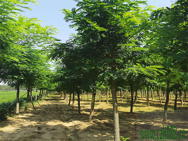 金葉刺槐適合什么時間栽植？ 金葉刺槐的栽植管理方法