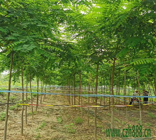 金葉刺槐適合什么時間栽植？ 金葉刺槐的栽植管理方法