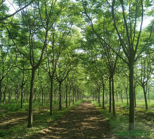 欒樹的養(yǎng)殖方法介紹