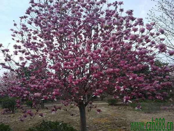 紫玉蘭一般什么時(shí)候開花？