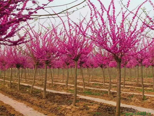 紫荊適合種在哪些地方？紫荊的播種育苗方法