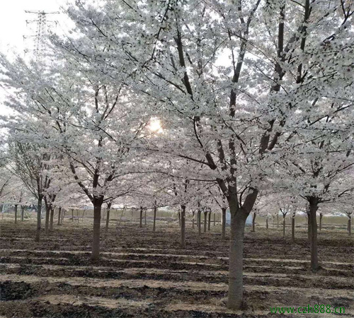 櫻花的繁衍方法是怎樣的？ 櫻花的修剪方法