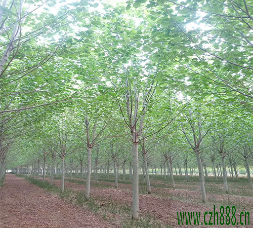 法桐的播種繁植方法 法桐播種繁植的詳細(xì)介紹