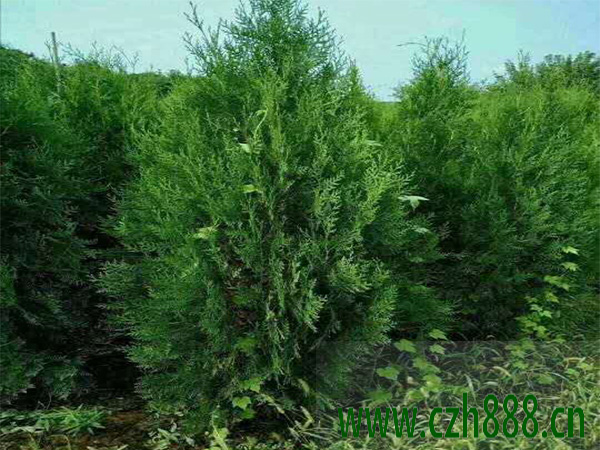 側柏種植的要點是什么？ 側柏種植要點