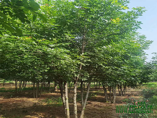白蠟什么時(shí)間適合育苗？ 白蠟幼苗的管理方法