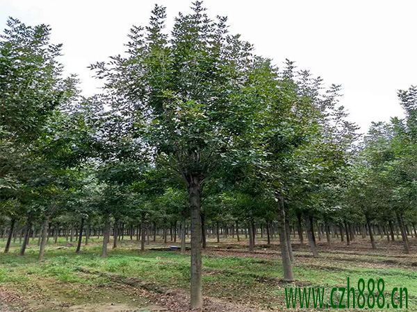 白蠟什么時(shí)間適合育苗？ 白蠟幼苗的管理方法