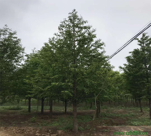 水衫的嫁接方法詳細(xì)介紹 水杉如何嫁接？