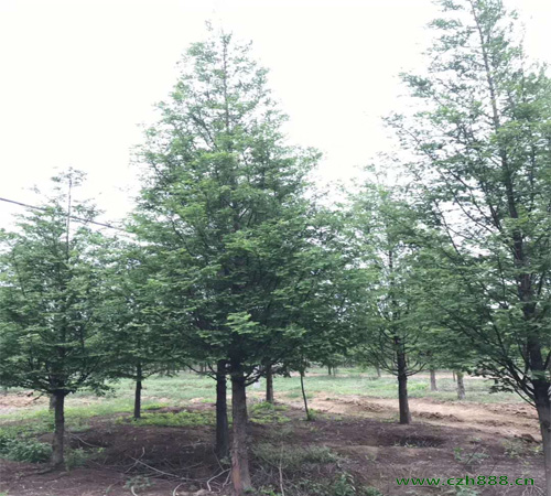 水衫的嫁接方法詳細(xì)介紹 水杉如何嫁接？