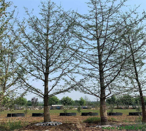 銀杏幾月開花？ 銀杏的經(jīng)濟價值