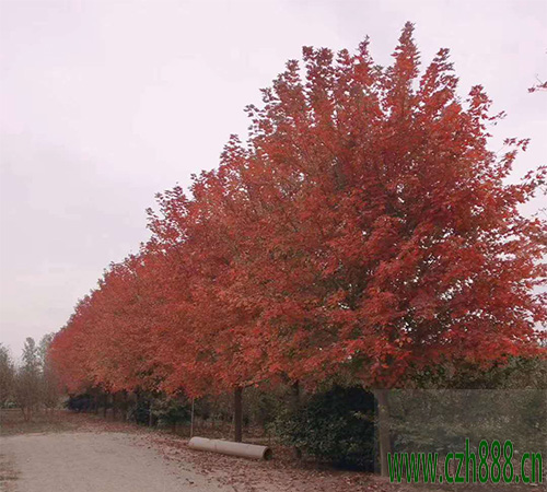美國(guó)紅楓的適用種植范圍 美國(guó)紅楓生長(zhǎng)特征