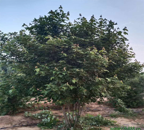 美國(guó)紅楓的適用種植范圍 美國(guó)紅楓生長(zhǎng)特征