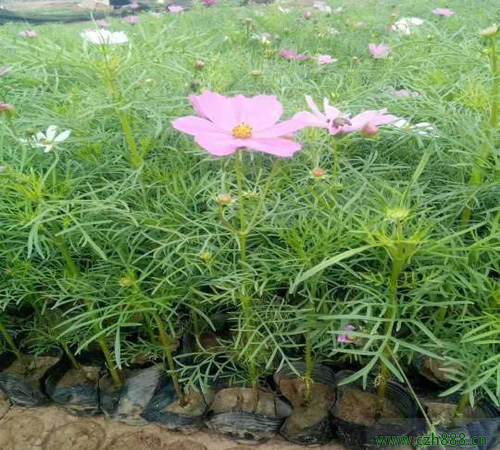 波斯菊適合什么時(shí)候種植？ 波斯菊的種植時(shí)間和方法