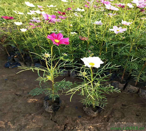 波斯菊適合什么時(shí)候種植？ 波斯菊的種植時(shí)間和方法
