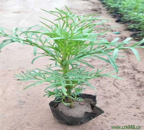 波斯菊適合什么時(shí)候種植？ 波斯菊的種植時(shí)間和方法