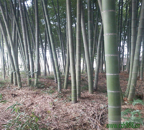 毛竹如何管理才能收獲豐盛？ 毛竹的豐產(chǎn)管理方法