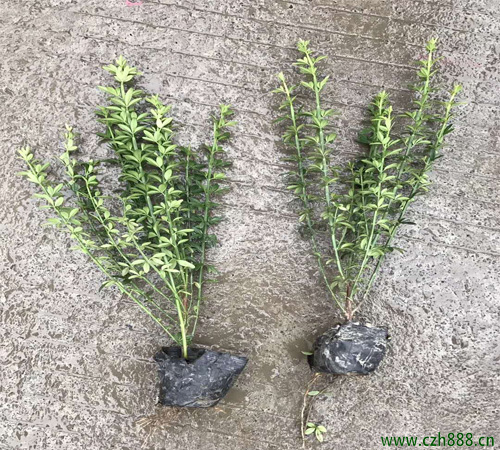 你知道迎春花有毒嗎？ 迎春花毒性大不大？