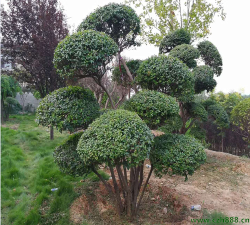 小葉女貞怎么養(yǎng)植？ 小葉女貞的養(yǎng)植條件是什么？