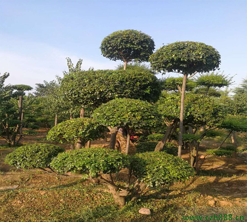 小葉女貞怎么養(yǎng)植？ 小葉女貞的養(yǎng)植條件是什么？
