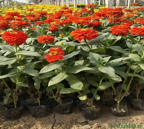 百日草是哪一種植物？ 百日草耐高溫嗎？