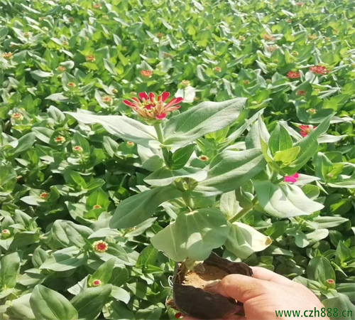 百日草是哪一種植物？ 百日草耐高溫嗎？