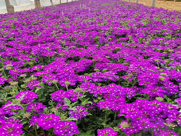 荷蘭菊養(yǎng)護(hù)的時候要注意哪些細(xì)節(jié)？