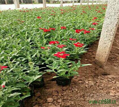 美女櫻種子多久發(fā)芽？美女櫻養(yǎng)護(hù)細(xì)節(jié)