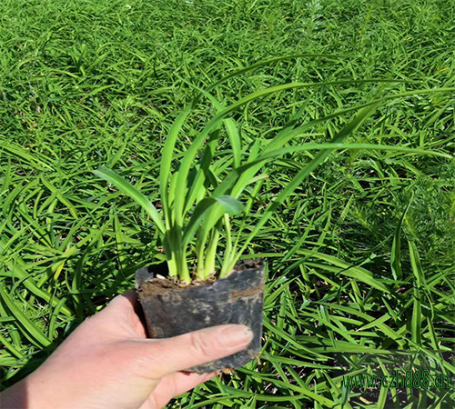 金娃娃萱草和大花萱草有哪些區(qū)別？