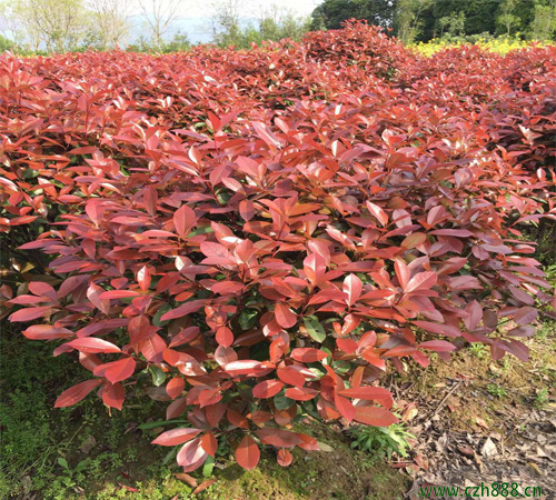 紅葉石楠如何修剪？ 紅葉石楠的修剪方法有哪些？