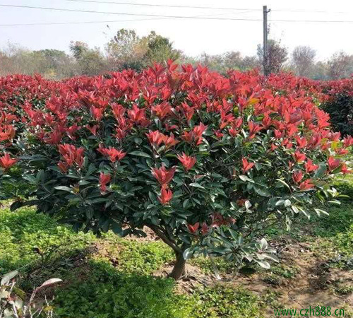 紅葉石楠如何修剪？ 紅葉石楠的修剪方法有哪些？