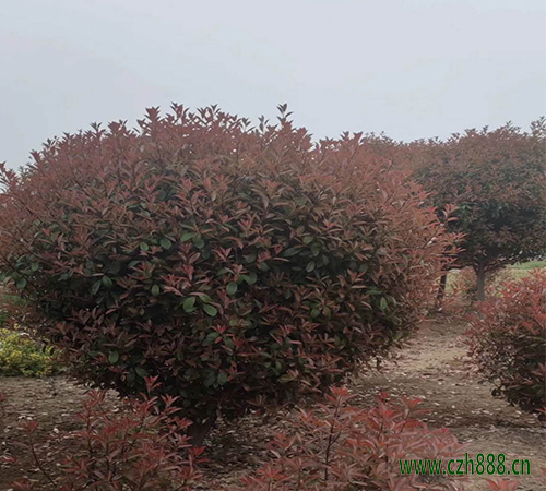 紅葉石楠如何修剪？ 紅葉石楠的修剪方法有哪些？
