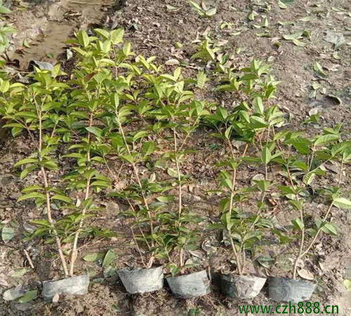 桂花樹適合在幾月播種？ 桂花樹耐寒嗎？