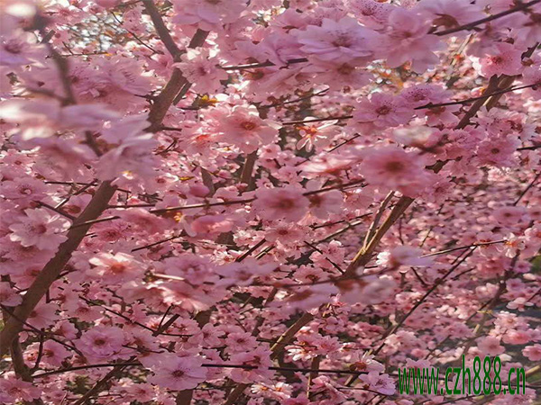 梅花為什么不開(kāi)花？ 梅花多久才開(kāi)花？