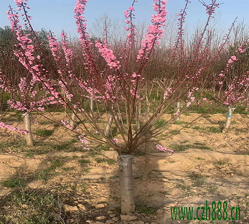 梅花為什么不開(kāi)花？ 梅花多久才開(kāi)花？