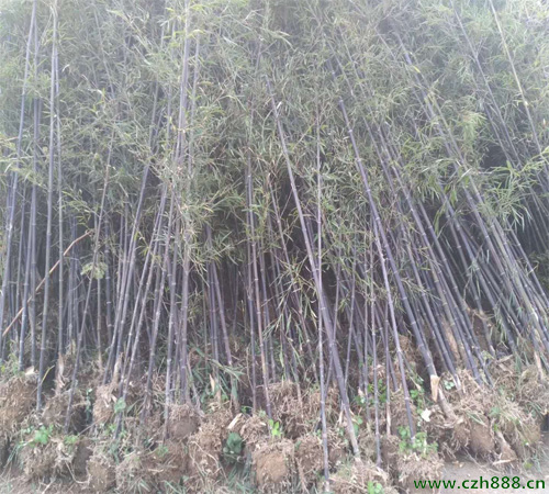 土培紫竹如何種植？ 紫竹種植的注意事項