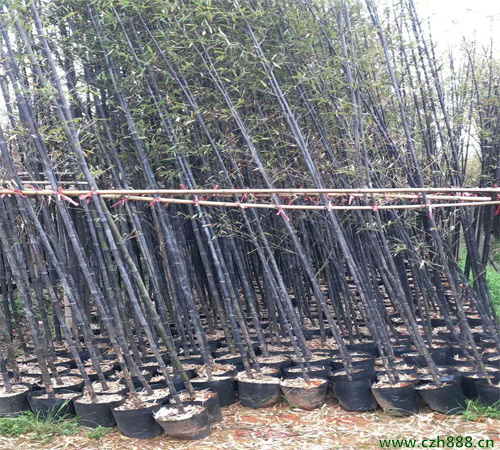 土培紫竹如何種植？ 紫竹種植的注意事項