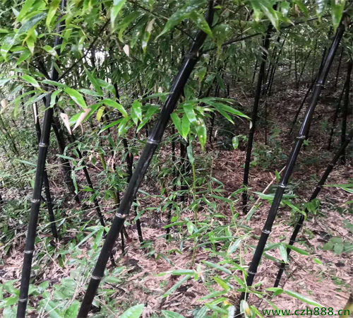 土培紫竹如何種植？ 紫竹種植的注意事項