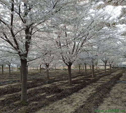 染井吉野幾月開花？ 染井吉野養(yǎng)護方法