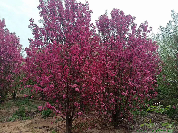 叢生海棠如何培育？ 叢生海棠培育的注意事項(xiàng)