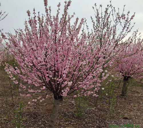 榆葉梅的養(yǎng)植方法和注意事項(xiàng) 榆葉梅的生長環(huán)境