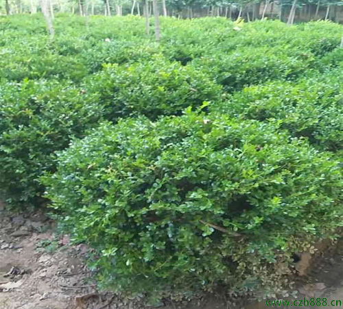 小葉黃楊大樹培養(yǎng)方法 小葉黃楊大樹種植注意事項(xiàng)