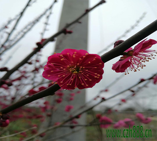 紅梅秋季如何養(yǎng)護(hù)?要注意哪些細(xì)節(jié)