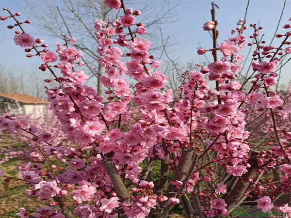 榆葉梅和梅花有哪些區(qū)別？