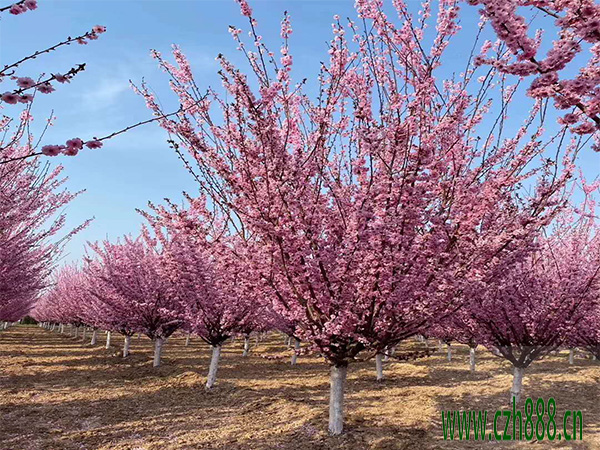 美人梅什么季節(jié)開花？