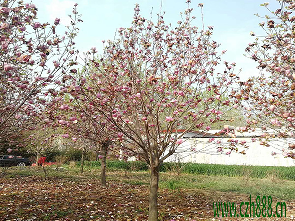 美人梅什么季節(jié)開花？