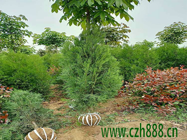 側(cè)柏子好不好養(yǎng)殖?側(cè)柏子養(yǎng)殖要注意哪些細(xì)節(jié)