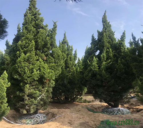 龍柏養(yǎng)殖方法介紹，龍柏種植要注意的細(xì)節(jié)