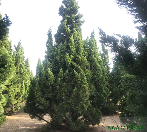 龍柏樹(shù)一般什么時(shí)候剪枝比較好？